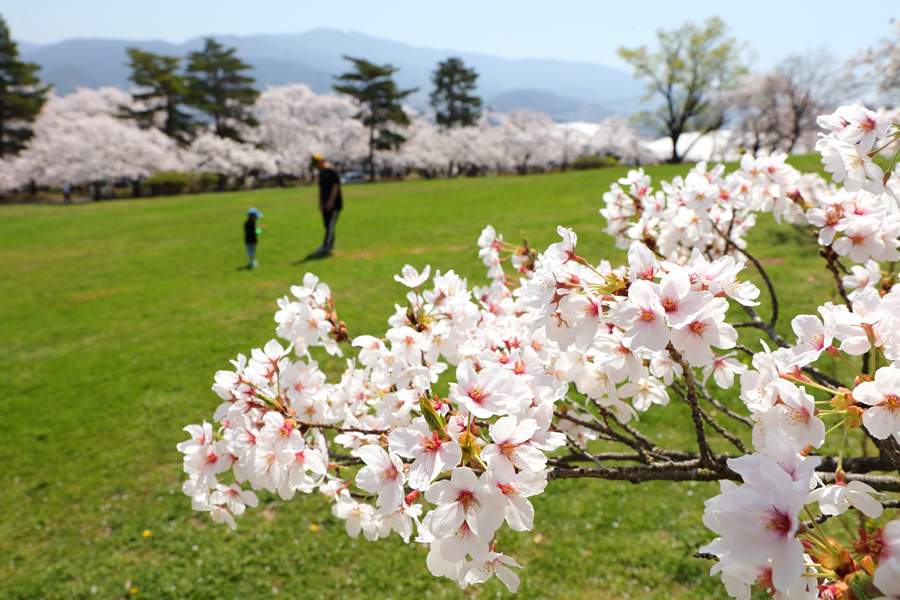 松本城山公園 / 晴