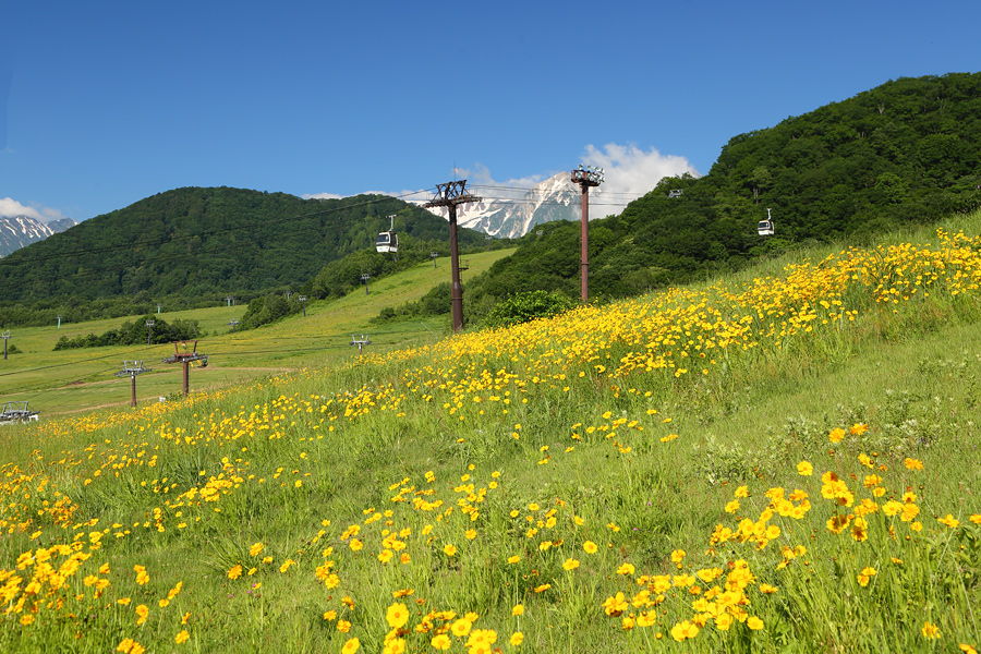 栂池自然園 / 晴