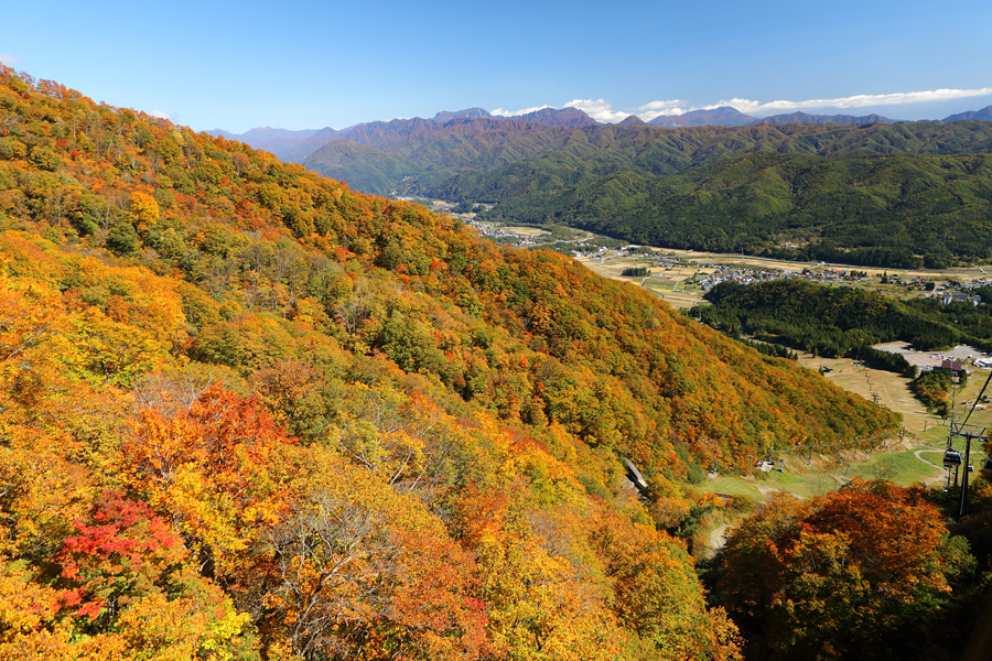 白馬五竜高山植物園 / 晴