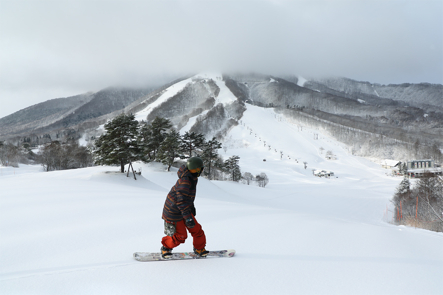 55cm / 小雪