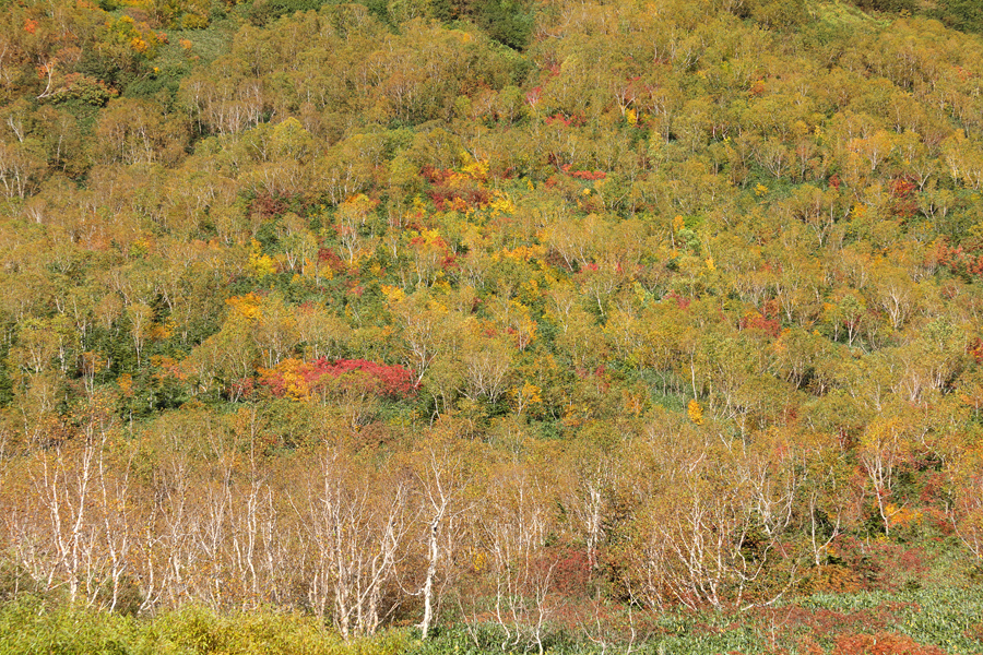 Tsugaike Nature Park / Sunny