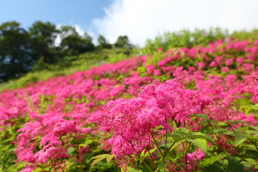 白馬五竜高山植物園 / 晴曇