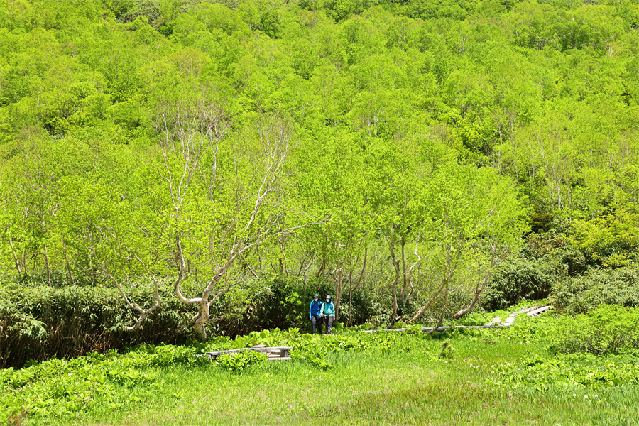 Tsugaike Nature Park / Partly Cloudy