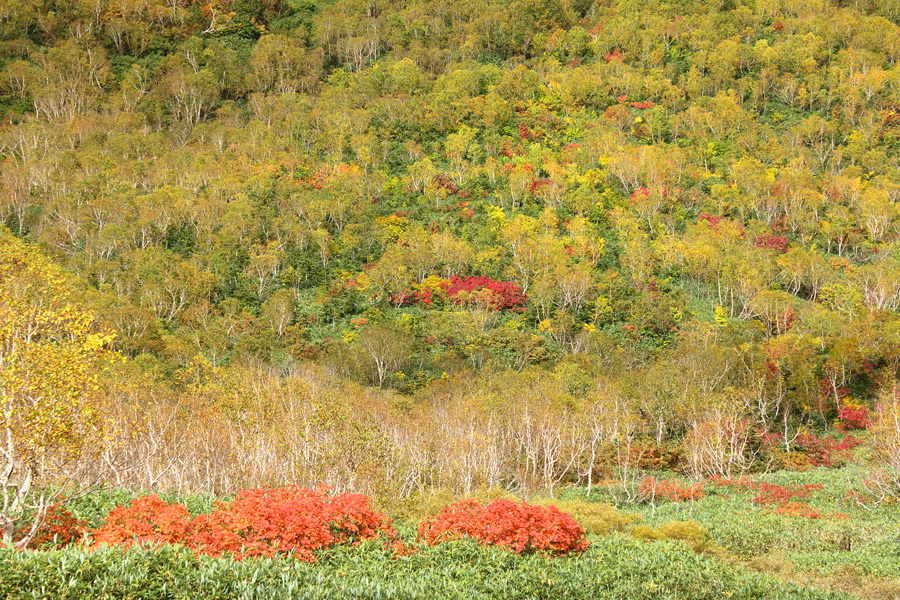 Tsugaike Nature Park / Sunny & Cloudy