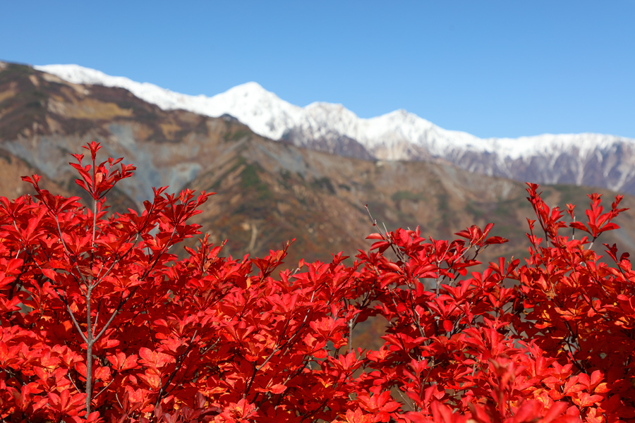 Hakuba Goryu / Sunny