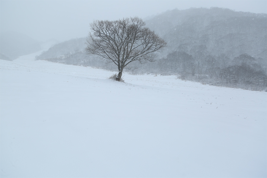 10cm / 雪