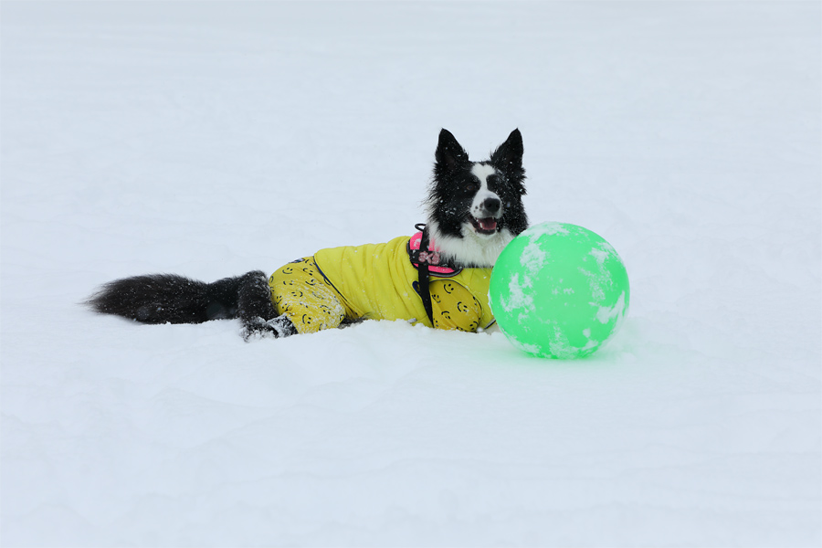 50cm / 雪