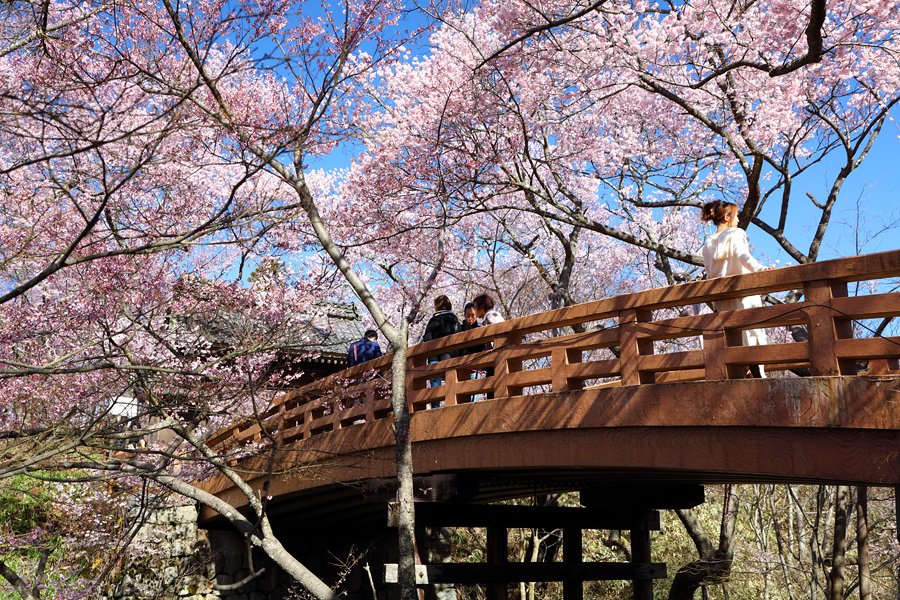 高遠城址公園 / 晴