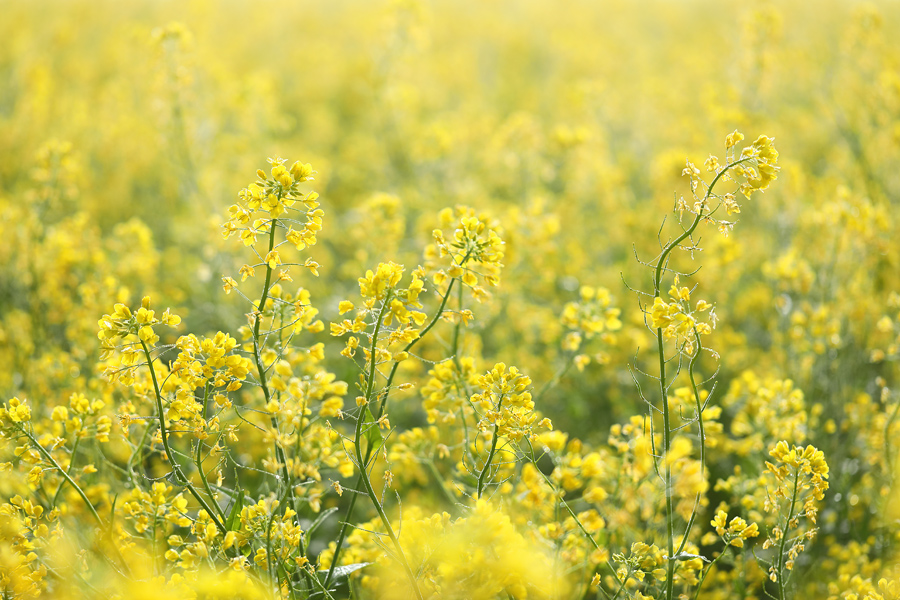 飯山の菜の花 / 曇晴