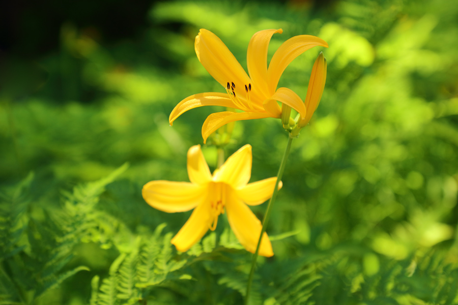 八方尾根（花） / 曇