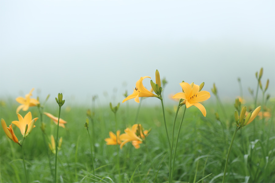 八方尾根（花） / 曇