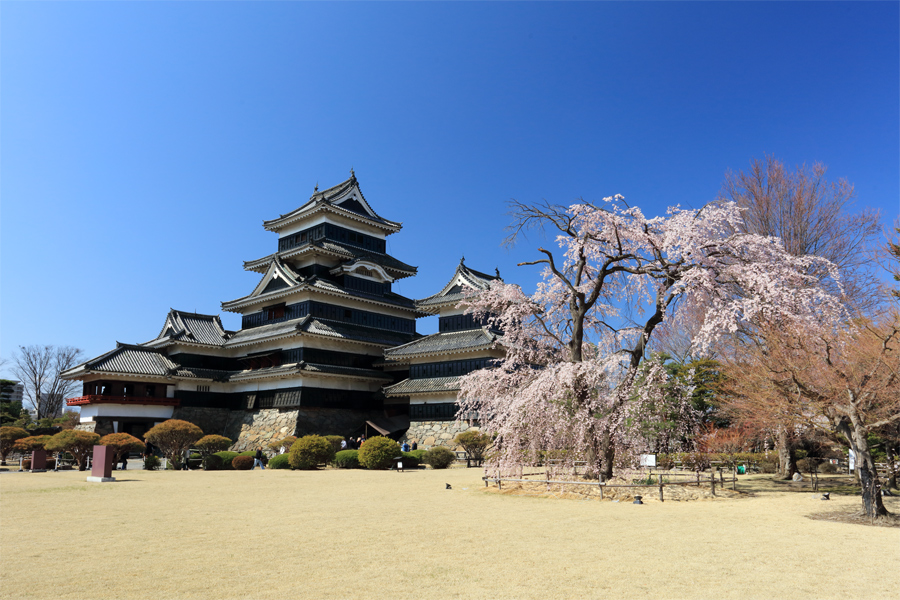 松本城の桜 / 晴